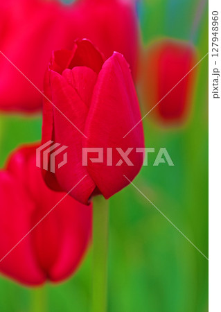 家の周りの草花　四季の色々　美しい早咲きのチュウリップの花が咲きました 127948960