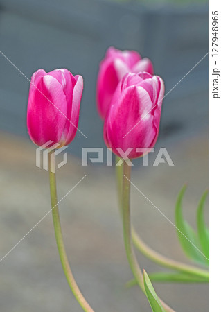 家の周りの草花 四季の色々 美しい早咲きのチュウリップの花が咲きました 家の周りの草花 四季の色々 美しい早咲きのチュウリップの花が咲きました 127948966