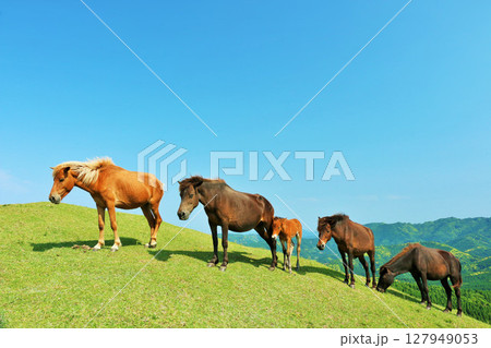 宮崎県　都井岬　青空の馬 127949053