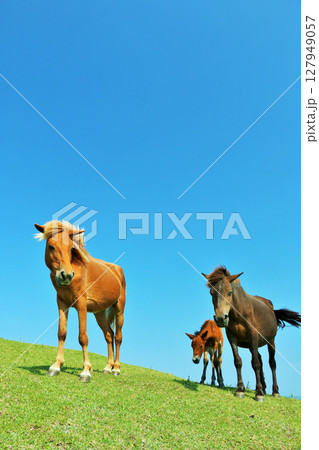 宮崎県　都井岬　青空の親子馬 127949057