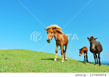 宮崎県　都井岬　青空の親子馬 127949058