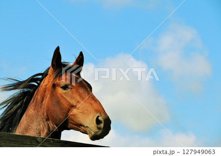 北海道 青空のサラブレッド 北海道 青空のサラブレッド 127949063