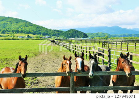 北海道　青空のサラブレッド牧場 127949071