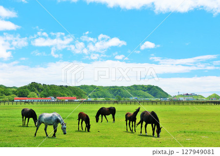 北海道　青空のサラブレッド牧場 127949081