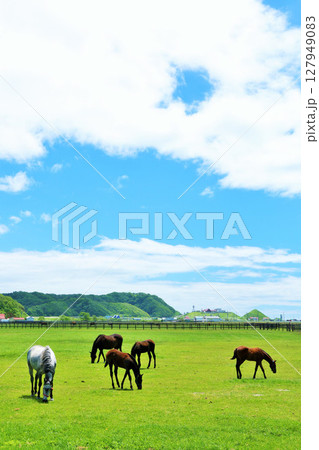 北海道　青空のサラブレッド牧場 127949083