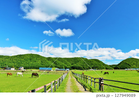 北海道　青空のサラブレッド牧場 127949089