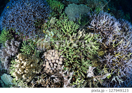 西表島の海　ダイビングの風景 127949123