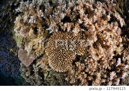 西表島の海　ダイビングの風景 127949125