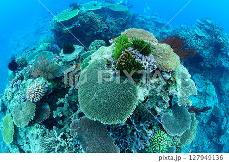西表島の海　ダイビングの風景 127949136