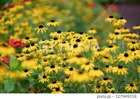 ルドベギア タカオの花 ルドベギア タカオの花 127949158
