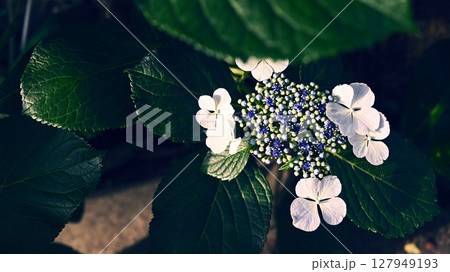 あじさい あじさい 127949193