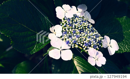 あじさい　 127949194