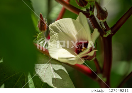 オクラの花 127949211