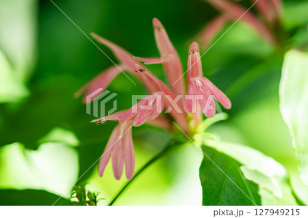 キツネノゴマ キツネノゴマ 127949215