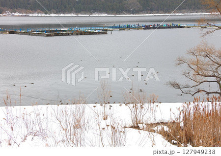 神秘の湖、余呉湖の雪景色とワカサギ釣りと野鳥たち/奥琵琶湖の冬景色/別名：鏡湖/琵琶湖国定公園 127949238