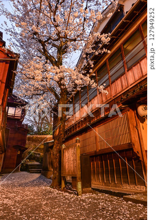 桜が美しい主計町茶屋街 桜が美しい主計町茶屋街 127949252