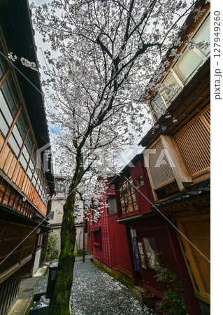 桜が美しい主計町茶屋街 127949260