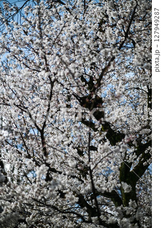 桜が美しい主計町茶屋街 桜が美しい主計町茶屋街 127949287