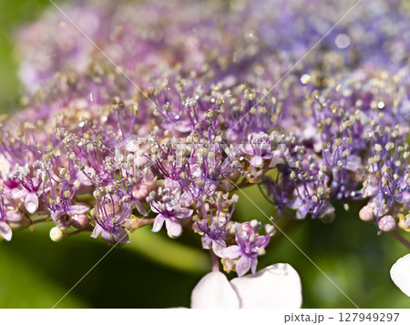水滴が付いた額紫陽花の真花 127949297