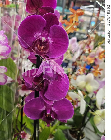 purple orchids with droplets on windy day. purple orchids with droplets on windy day. 127949362