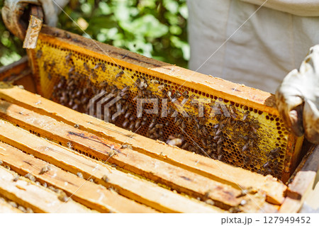 Beekeeper inspects active honeycomb frame with dense colony of bees during hive management in rural apiary outdoors 127949452