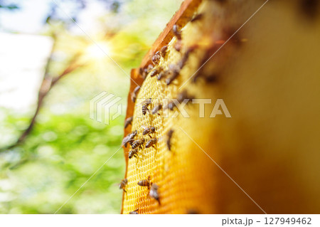 Closeup of bees walking on wax honeycomb under bright sunlight in rural apiary with artistic blur and natural green bokeh Closeup of bees walking on wax honeycomb under bright sunlight in rural apiary with artistic blur and natural green bokeh 127949462