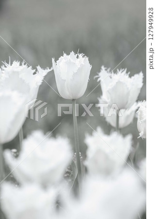 家の周りの草花　四季の色々　農業公園の花畑に美しく可憐な色とりどりのチュウリップの花が咲きました 127949928