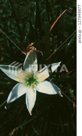 beautiful white flower beautiful white flower 127949977