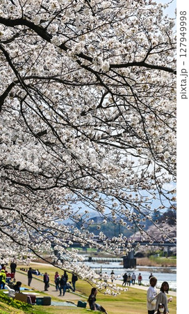 桜が満開の犀川 桜が満開の犀川 127949998
