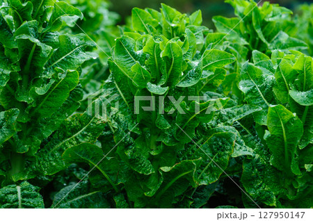 Green stem lettuce crops in garden 127950147