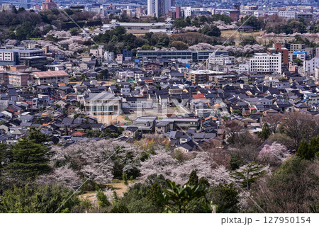 桜咲く金沢の街並み 127950154