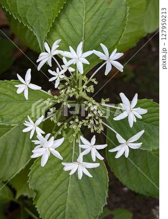 梅雨の季節を彩る落葉低木のアジサイ 梅雨の季節を彩る落葉低木のアジサイ 127950213