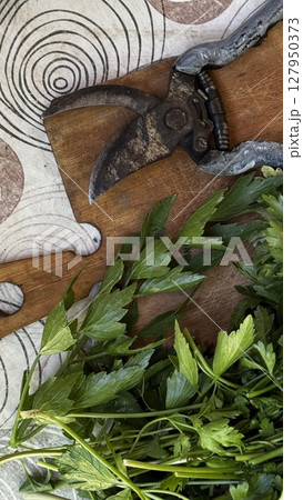 Closeup of fresh parsley with a rusty garden shear placed on a wooden cutting board over a patterned surface. Closeup of fresh parsley with a rusty garden shear placed on a wooden cutting board over a patterned surface. 127950373