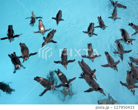 水面を泳ぐフンボルトペンギン 水面を泳ぐフンボルトペンギン 127950433
