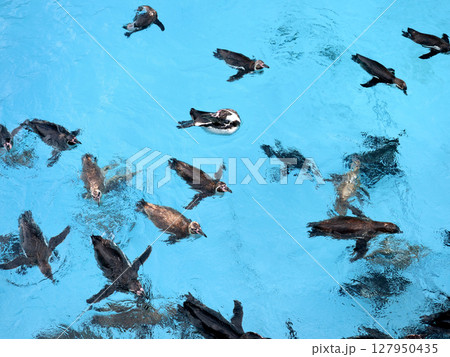 水面を泳ぐフンボルトペンギン 水面を泳ぐフンボルトペンギン 127950435