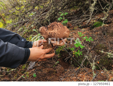Picking wild sarcodon imbricatus, edible mushroom in forest of China Picking wild sarcodon imbricatus, edible mushroom in forest of China 127950461
