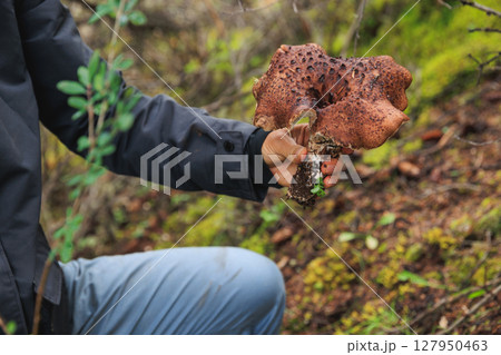 Picking wild sarcodon imbricatus, edible mushroom in forest of China 127950463
