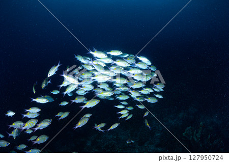 西表島の海　ダイビングの風景 127950724