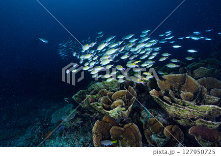 西表島の海　ダイビングの風景 127950725