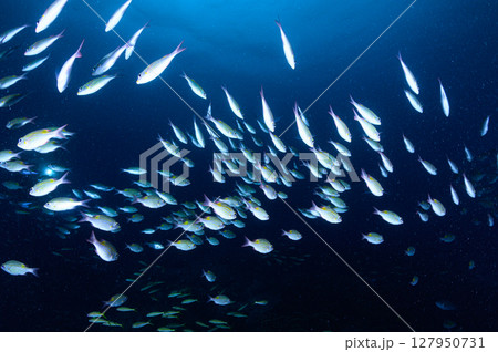 西表島の海　ダイビングの風景 127950731