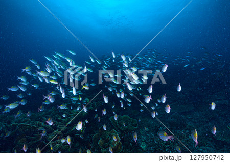 西表島の海　ダイビングの風景 127950742