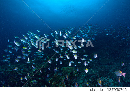 西表島の海　ダイビングの風景 127950743