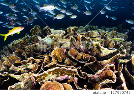 西表島の海　ダイビングの風景 127950745