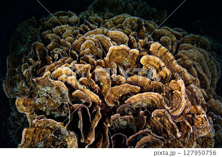 西表島の海　ダイビングの風景 127950756