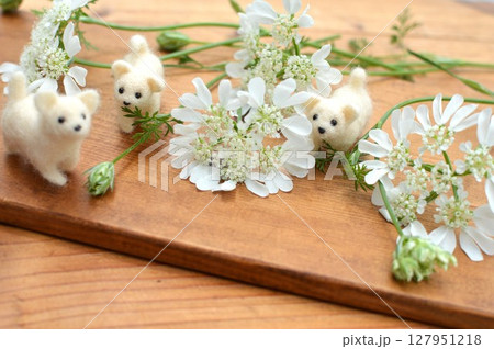 純白のレースフラワーの花と白いフェルトの子犬　 127951218
