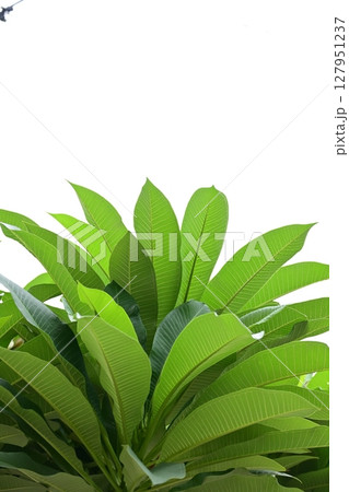 beautiful green leaf texture in springtime, water drop on frangipani leaves beautiful green leaf texture in springtime, water drop on frangipani leaves 127951237