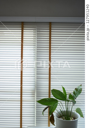 white window blinds and green leaf in home, object for decorate interior of house white window blinds and green leaf in home, object for decorate interior of house 127951240