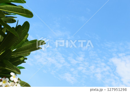 beautiful blue sky and white cloud with frangipani leaf tree in springtime, natural background 127951298