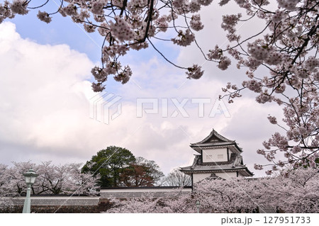 桜満開の金沢城公園 桜満開の金沢城公園 127951733