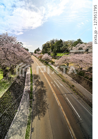 桜満開の金沢城公園 桜満開の金沢城公園 127951795